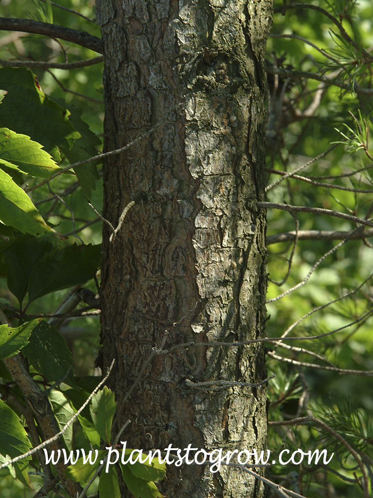 Jack Pine (Pinus banksiana) Plants To Grow Plants Database by Paul S